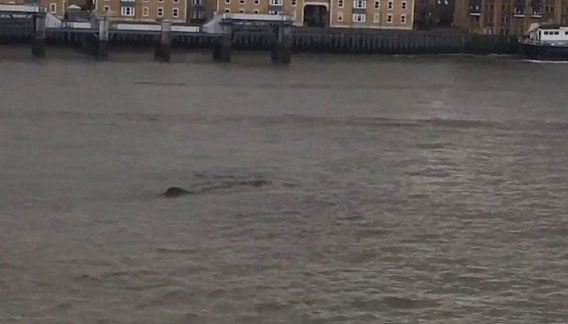 Thêm clip bằng chứng về quái vật trên sông Thames