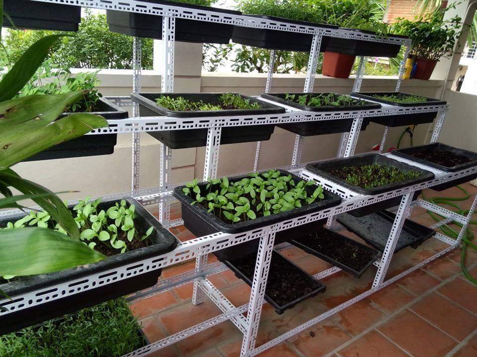 Tuyệt chiêu 1 triệu đồng để có vườn rau sạch tại nhà