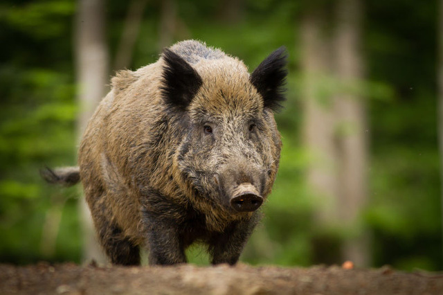 Lợn rừng gây hoang mang ở Fukushima sau thảm họa hạt nhân