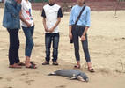Nghệ An: Một tháng 3 con cá voi dạt vào bờ