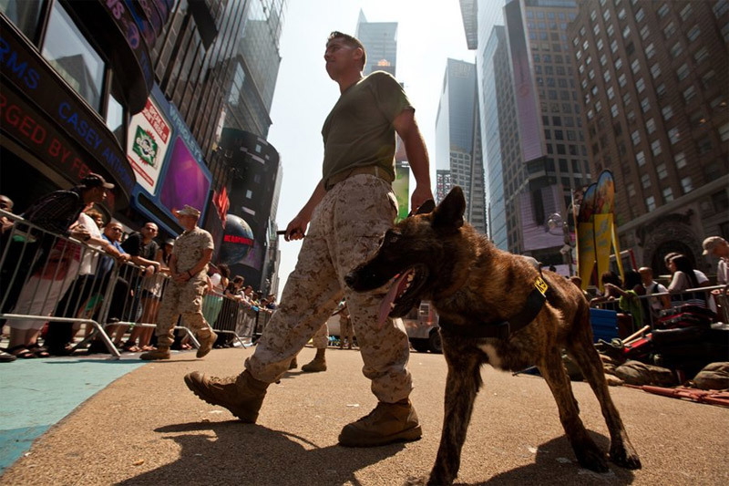 Sự thật về chó chiến binh 'huyền thoại' của Mỹ