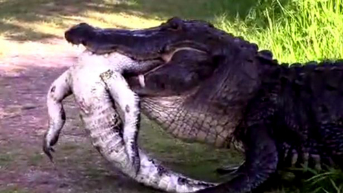 Khoảnh khắc kinh hoàng khi cá sấu 'khủng' xẻ thịt đồng loại