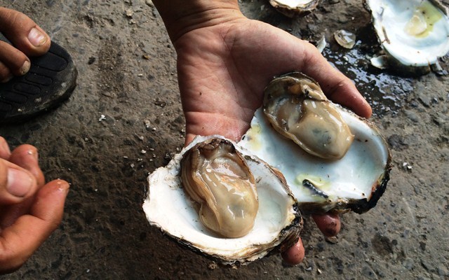 Hoang mang hàu sống có sán