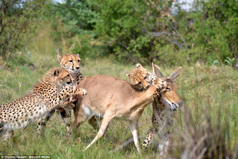 Xem báo cheetah dạy con kỹ năng hạ gục con mồi