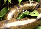 Rắn 'khổng lồ' Anaconda quằn quại vì quấn phải nhím độc
