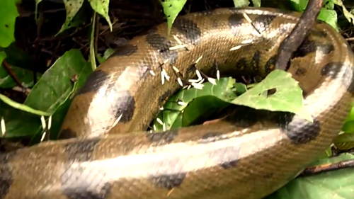 Rắn 'khổng lồ' Anaconda quằn quại vì quấn phải nhím độc