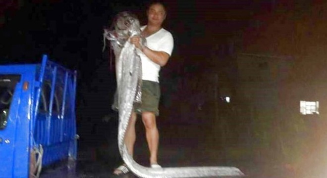 Bắt được cá lạ dài 3m sau động đất tại Đài Loan