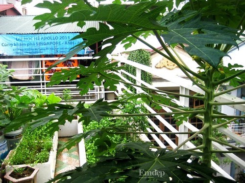 Thú vui trồng rau sạch trên sân thượng 25m2 của 'lão nông phố'