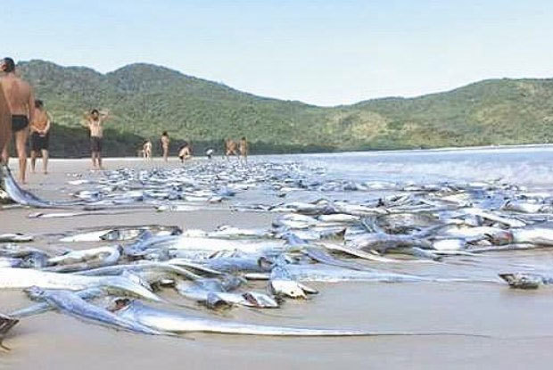 cá chết hàng loạt, bí ẩn, bất thường