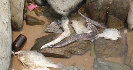 Tổng cục Môi trường: ‘Cá chết rất bất thường’