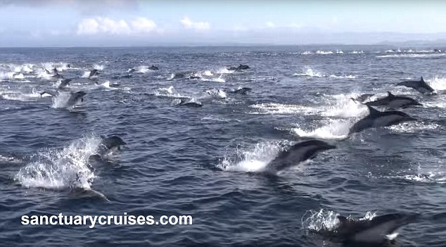 Xem cá voi sát thủ truy sát 1000 cá heo trên Thái Bình Dương