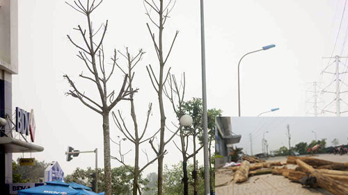 Hà Nội: Cây mới trồng đã chết khô, dân chặt làm củi