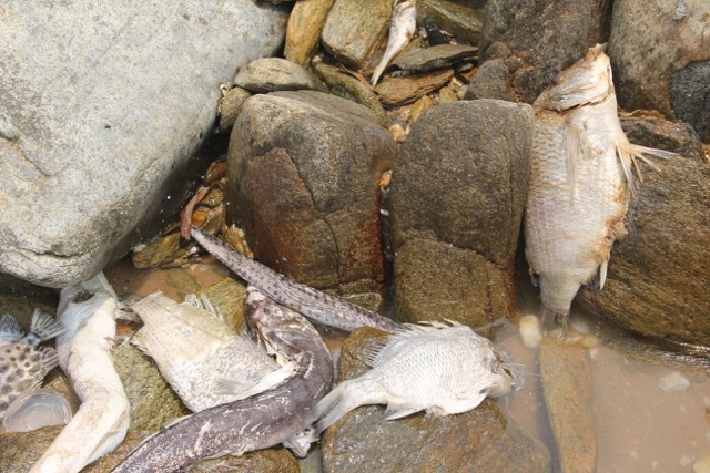 Toàn cảnh cá chết nhiễm độc tràn bãi biển miền Trung