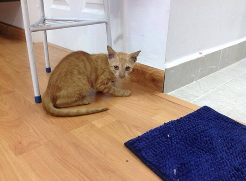 Chó, mèo, gà, trăn... kéo nhau lên chung cư