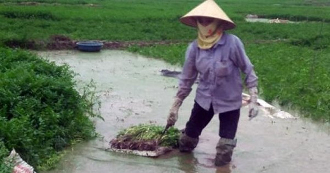 Sự thật về thuốc 'siêu tăng trưởng' phun rau cần 3 ngày là thu hoạch