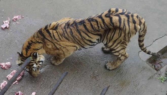 Hơn 1.800 con hổ nuôi trong công viên để... ngâm rượu