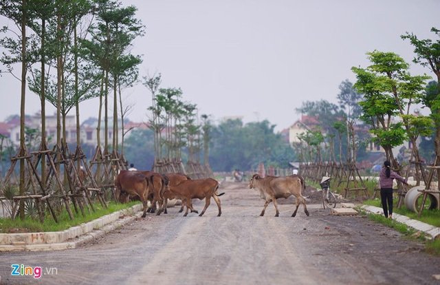 Phơi miến, chăn bò tại dự án mới của đại gia 'điếu cày'