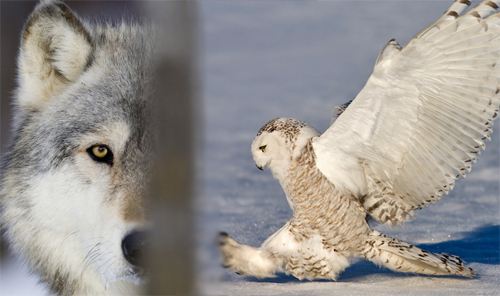Cú tuyết xả thân bảo vệ con trước chó sói đói