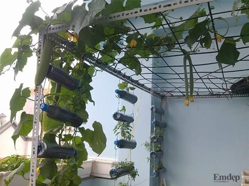 Sân thượng 8m2 vẫn xanh tươi rau quả quanh năm