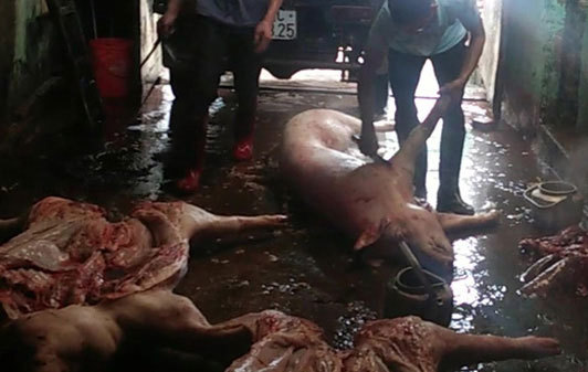 Đường dây tuồn lợn chết giá bèo từ biên giới về Hà Nội