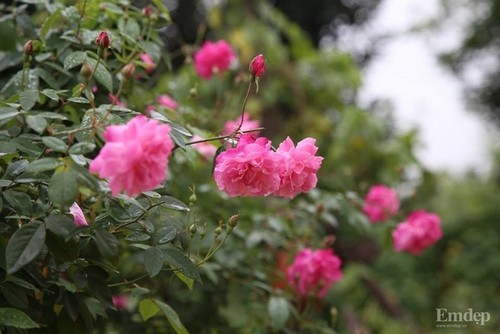 Mãn nhãn với khu vườn trăm loài hồng trên mảnh đất 1300m2 giữa lòng Hà Nội
