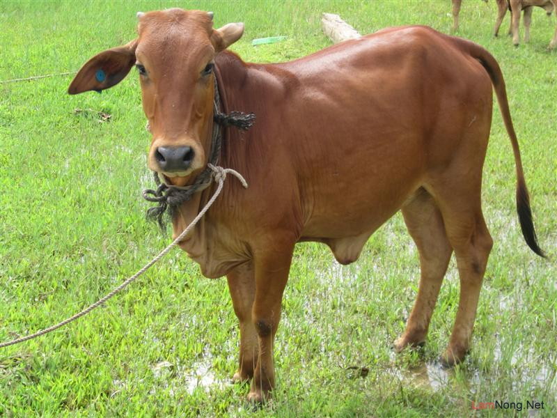 Hy hữu ở VN: Xét nghiệm ADN tìm “mẹ ruột” cho bò