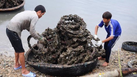 Thừa Thiên-Huế: Hàu nuôi trên lốp cao su không gây ung thư