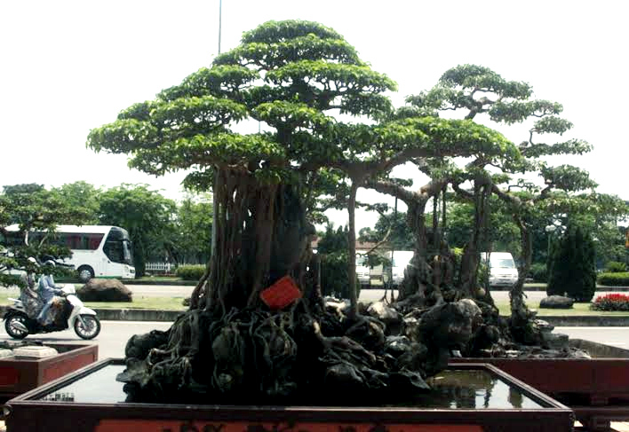 Siêu cây bậc nhất hội tụ trong biệt khu nhà giàu Hà Nội