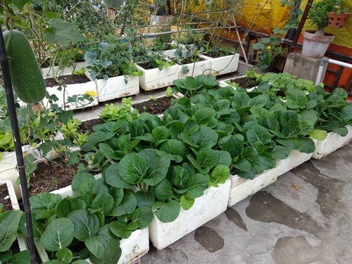 trồng rau sạch, trồng rau thùng xốp, vườn rau ban công