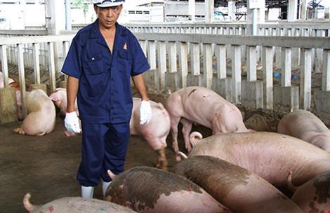 Heo Vietgap nhiễm chất cấm: Kiểu làm rởm ở Việt Nam