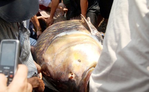 Ngư dân bắt được cá 'khủng' ở Sài Gòn giờ sống ra sao?