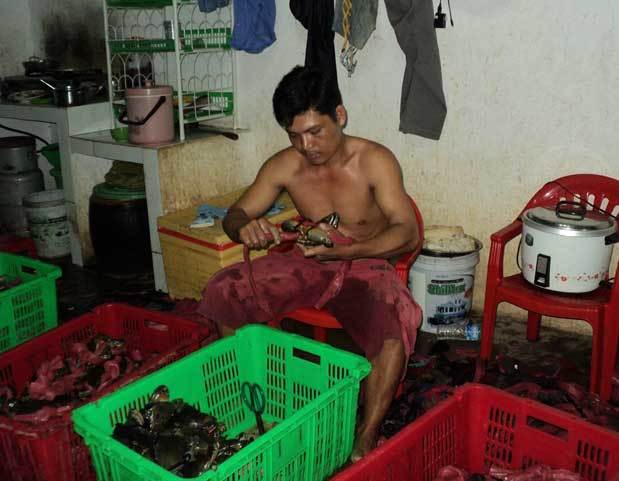 Giá cua biển tăng gấp đôi