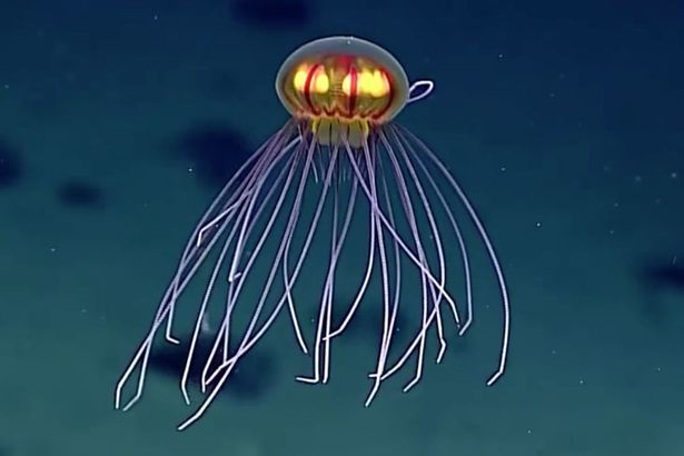 Phát hiện sinh vật lạ như UFO dưới đáy đại dương