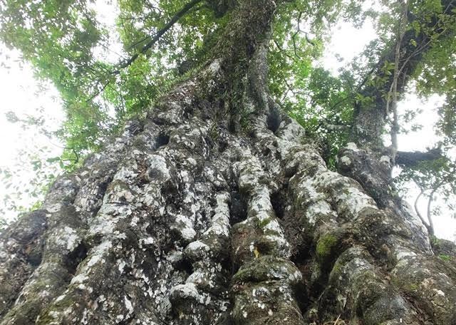 Cây thị di sản và ngôi mộ mối đùn trong thành nhà Hồ