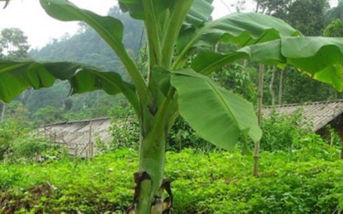 Thực hư chuyện cây chuối báo mộng ở Trà Vinh