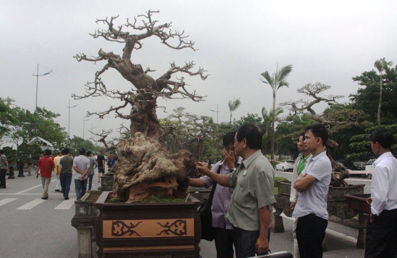 Siêu phẩm tiền tỷ: Gốc cây trăm tuổi nửa sống nửa chết