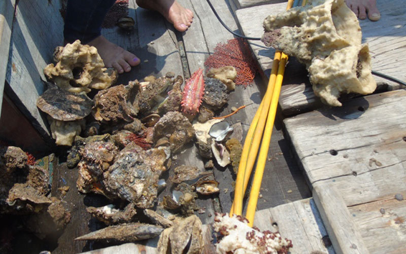 Không phát hiện ‘xác cá xếp lớp’ dưới đáy biển Quảng Bình