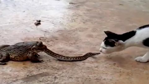 Cóc 'khủng' nuốt rắn, mèo bị choáng