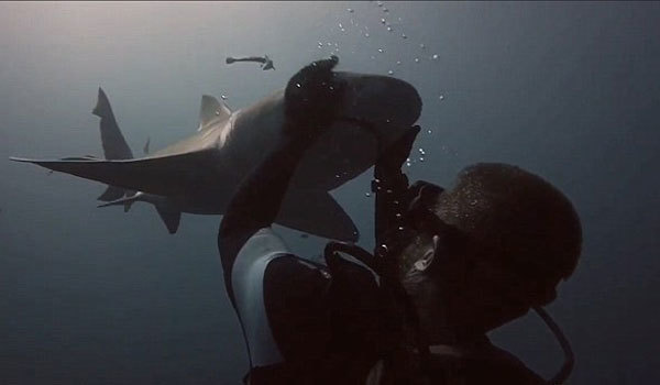 Thợ lặn gây sốc với màn ôm đầu cá mập bằng tay không