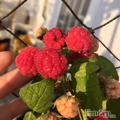 Bí quyết trồng dưa sai quả trên sân thượng 15m2 của cô gái vừa đảm vừa xinh