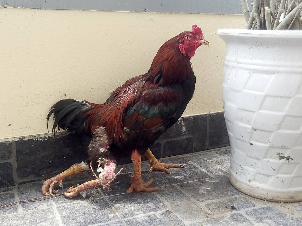 Ngắm gà 4 chân “dị” nhất Hà Thành