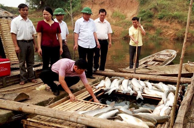 Đền bù 1,4 tỷ đồng vụ cá chết hàng loạt trên sông Bưởi