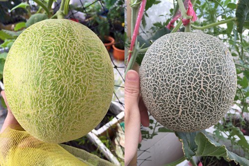 Đã mắt giàn dưa lưới đủ loại của cô nàng xinh đẹp đất Sài thành