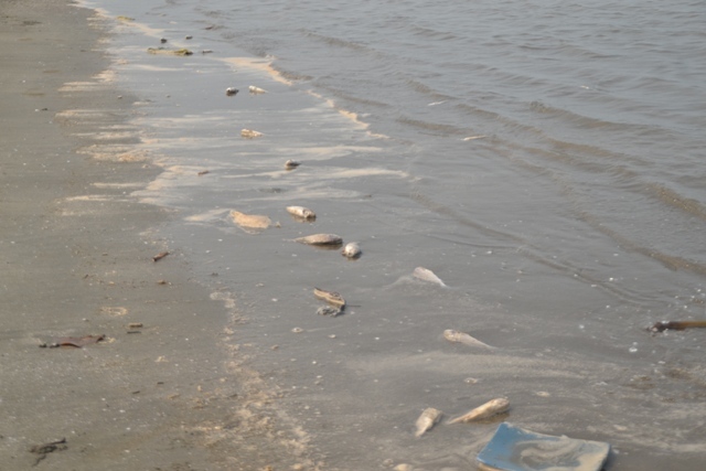 Cá chết dạt từ tàu chìm vào bờ biển Nghệ An?