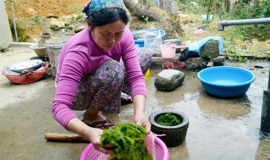 Đặc sản rêu đá trường thọ ở Hà Giang