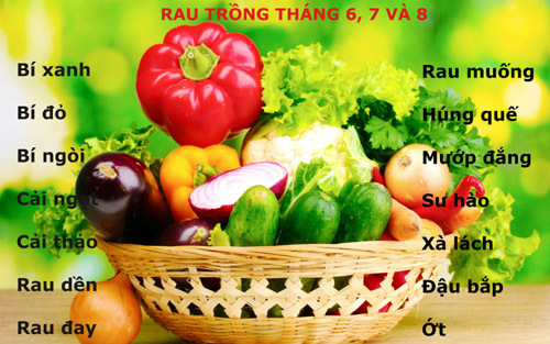 Trồng rau gì trong tháng 6, 7, 8 để “ăn hoài không hết”?