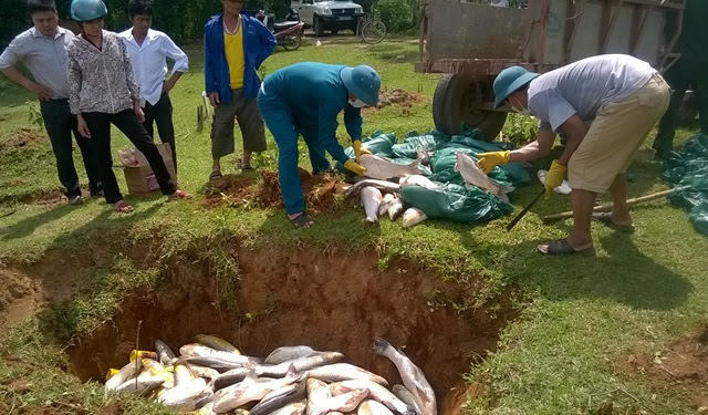 Cá trên sông Bưởi tiếp tục chết