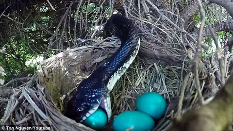 Chim mẹ đi kiếm mồi, rắn 'khủng' nuốt chửng cả ổ trứng