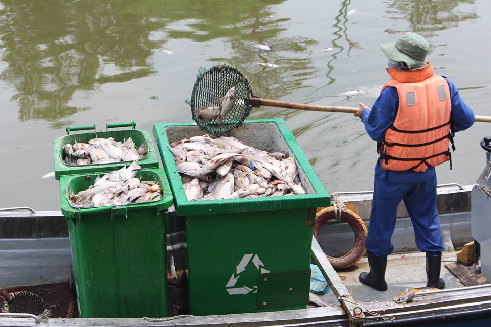 TP.HCM công bố nguyên nhân 14 tấn cá chết trên kênh Nhiêu Lộc