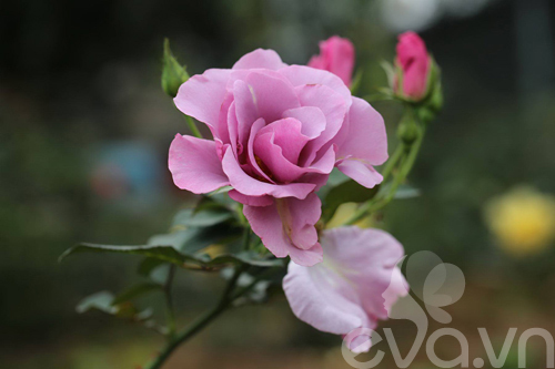 Chàng trai ra ngoại ô Hà Nội dựng ngôi nhà tranh, trồng triệu đoá hoa hồng